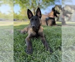 Small Photo #1 Belgian Malinois Puppy For Sale in OROVILLE, CA, USA