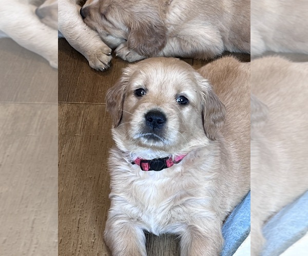 Medium Photo #1 Golden Retriever Puppy For Sale in LEBANON, CT, USA