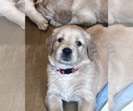 Image preview for Ad Listing. Nickname: Litter of 8