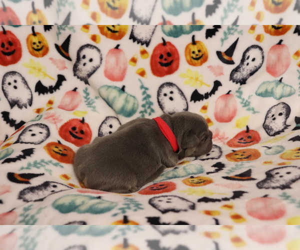 Medium Photo #3 French Bulldog Puppy For Sale in MANCHESTER, MI, USA