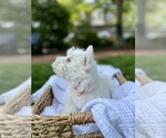 Small #16 West Highland White Terrier