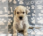 Puppy Puppy 8red Goldendoodle