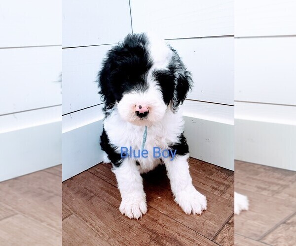 Medium Photo #3 Sheepadoodle Puppy For Sale in CANYON, TX, USA