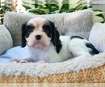Small Photo #8 Cavalier King Charles Spaniel Puppy For Sale in SCOTTVILLE, MI, USA