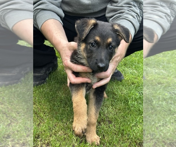 Medium Photo #2 German Shepherd Dog Puppy For Sale in GREENWICH, NY, USA