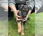 Puppy Violet German Shepherd Dog
