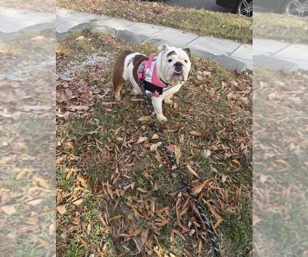 Medium Photo #1 English Bulldog Puppy For Sale in WASHINGTON, DC, USA