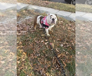 Mother of the English Bulldog puppies born on 01/07/2026