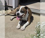 Small #5 American Pit Bull Terrier Mix
