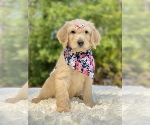 Goldendoodle Puppy for sale in FROSTPROOF, FL, USA
