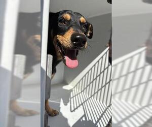 Dachshund-Unknown Mix Dogs for adoption in Houston, TX, USA