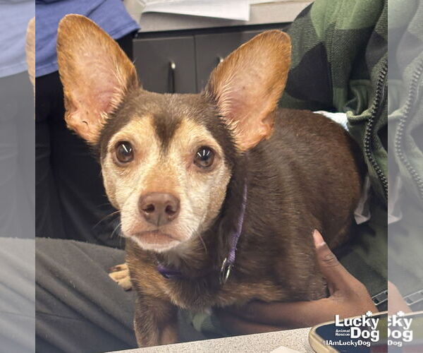 Medium Photo #1 Chiweenie Puppy For Sale in Washington, DC, USA