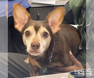 Chiweenie Dogs for adoption in Washington, DC, USA