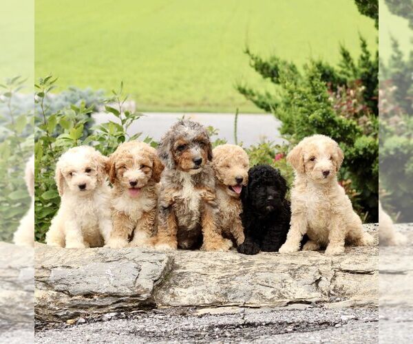 Medium Photo #2 Goldendoodle (Miniature) Puppy For Sale in LITITZ, PA, USA