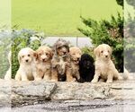 Small #1 Goldendoodle (Miniature)