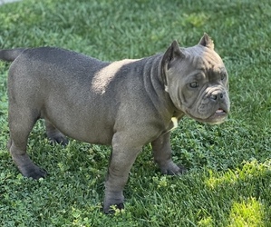 American Bully Puppy for Sale in PERRIS, California USA