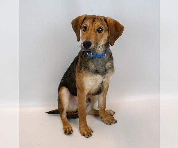 Medium Photo #6 Mutt Puppy For Sale in Kennesaw, GA, USA