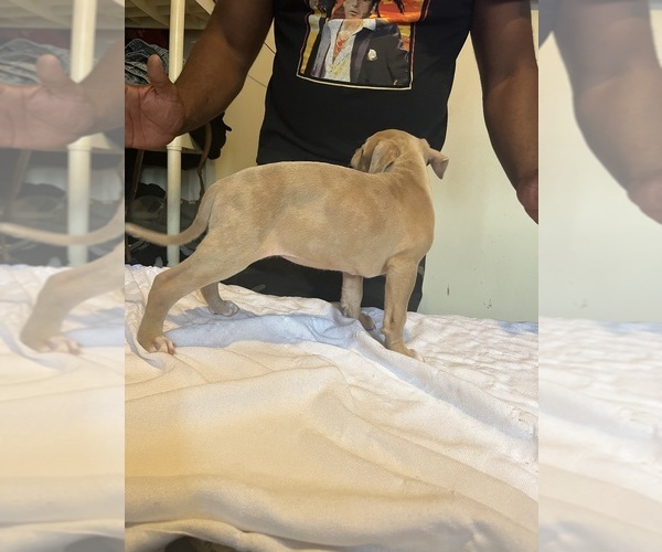 Medium Photo #4 American Bully Puppy For Sale in DUNDALK, MD, USA