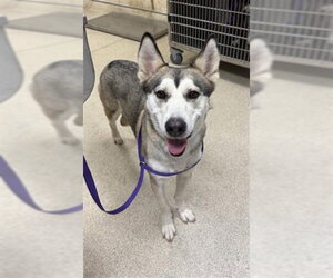 Siberian Husky Dogs for adoption in Riverside, CA, USA