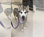 Small Siberian Husky