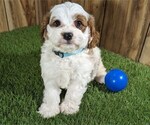 Small #3 Cavapoo