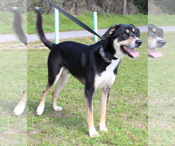 Medium Photo #5 Labrador Retriever-Unknown Mix Puppy For Sale in Prattville, AL, USA