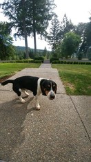 Beagle Puppy for sale in YACOLT, WA, USA