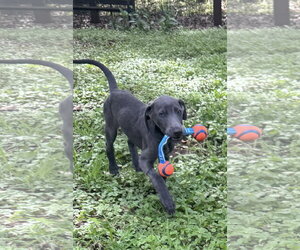 Labrador Retriever-Unknown Mix Dogs for adoption in Fort Worth, TX, USA