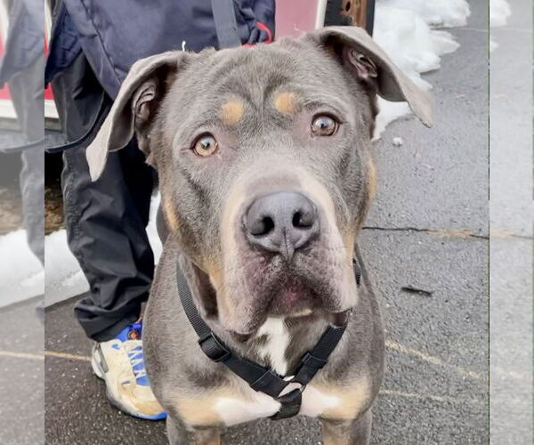 Medium Photo #7 Mutt Puppy For Sale in Canton, CT, USA