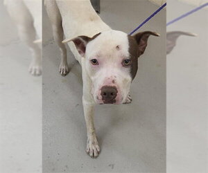 Mutt Dogs for adoption in Sanford, FL, USA