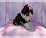 Small #3 Cockapoo (Miniature)