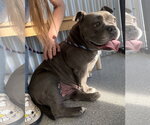 Small #3 Bulldog Mix