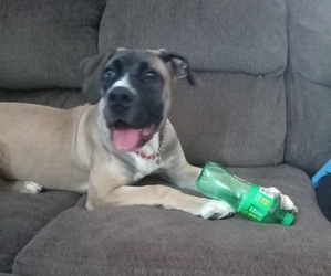 Boerboel Puppy for sale in VAN WERT, OH, USA