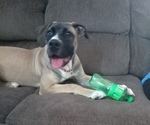 Small Boerboel