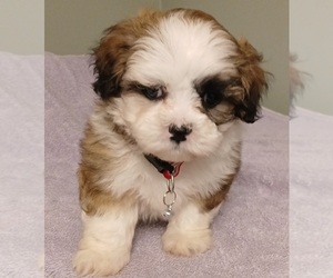 Maltese-Poodle (Toy) Mix Puppy for Sale in BURLINGTON, Massachusetts USA
