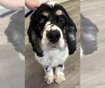 Small #1 Cocker Spaniel