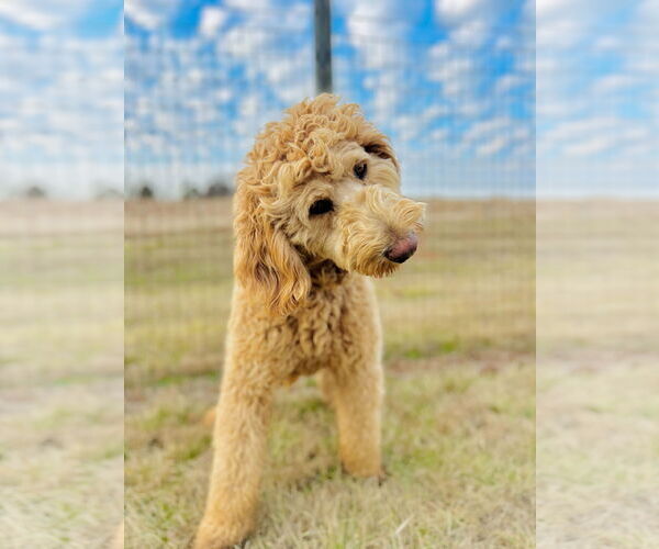 Medium Photo #4 Labradoodle Puppy For Sale in Pacolet, SC, USA