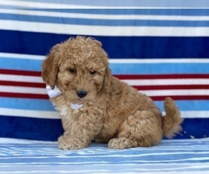 Goldendoodle Puppy for sale in LANCASTER, PA, USA