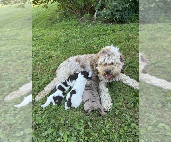 Medium Photo #1 Cockapoo (Miniature) Puppy For Sale in PENN YAN, NY, USA