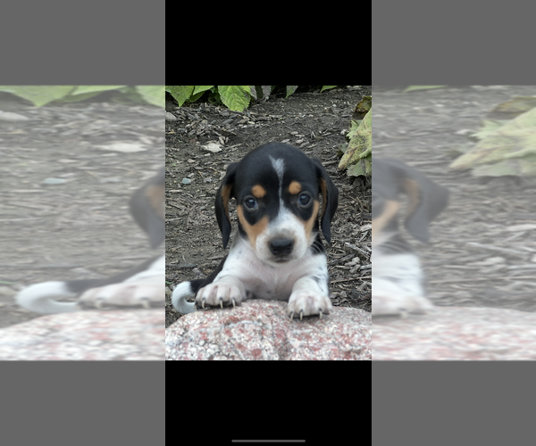 Medium Photo #1 Dachshund Puppy For Sale in NILES, MI, USA