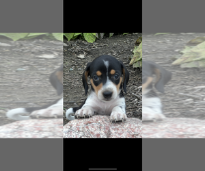 Dachshund Puppy for sale in NILES, MI, USA