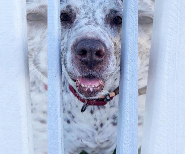 Medium Photo #6 Mutt Puppy For Sale in Pompano Beach , FL, USA