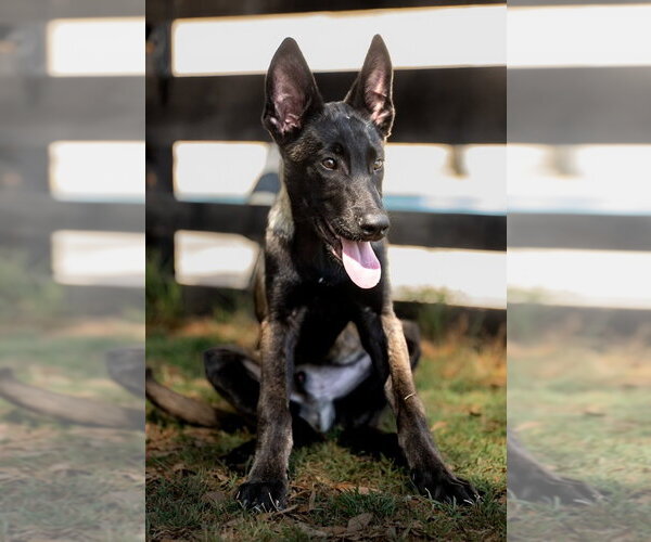 Medium Photo #2 Mutt Puppy For Sale in Imlay City, MI, USA