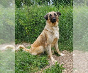 Anatolian Shepherd Dogs for adoption in Lake City, MI, USA