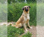 Small Anatolian Shepherd