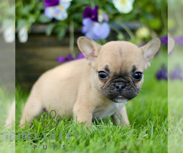 Medium Photo #5 French Bulldog Puppy For Sale in RONKS, PA, USA