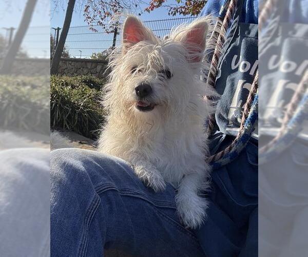 Medium Photo #1 Cairn Terrier Puppy For Sale in Sacramento, CA, USA