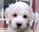 Small Photo #9 Cockapoo Puppy For Sale in PIONEER, CA, USA