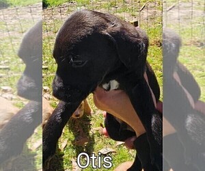 American Pit Bull Terrier-Poodle (Standard) Mix Puppy for sale in FRANKLINTON, LA, USA