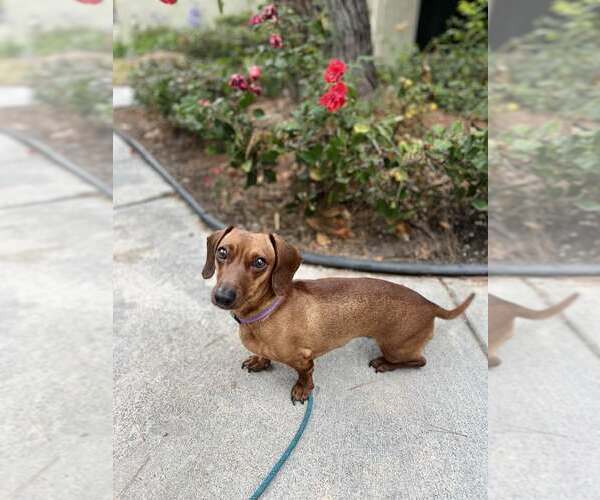 Medium Photo #3 Dachshund Puppy For Sale in Los Angeles, CA, USA